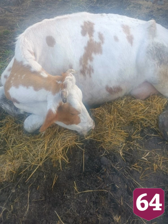 Саратовские ветеринары спасли корову после родов