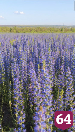 Саратовцев напугало поле с ядовитыми цветами вдоль дороги